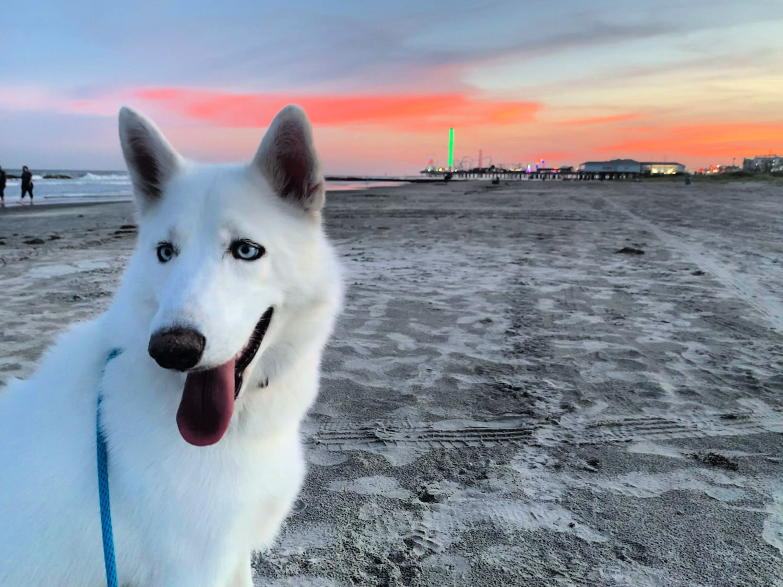 Thing To Do Pet Friendly